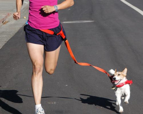 Hands Free Series Pet Dog Harness for Running Jogging Biking